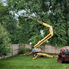 Best Palm Tree Trimming  in Hayden, ID