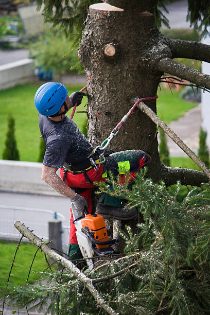 Best Fruit Tree Pruning  in Hayden, ID